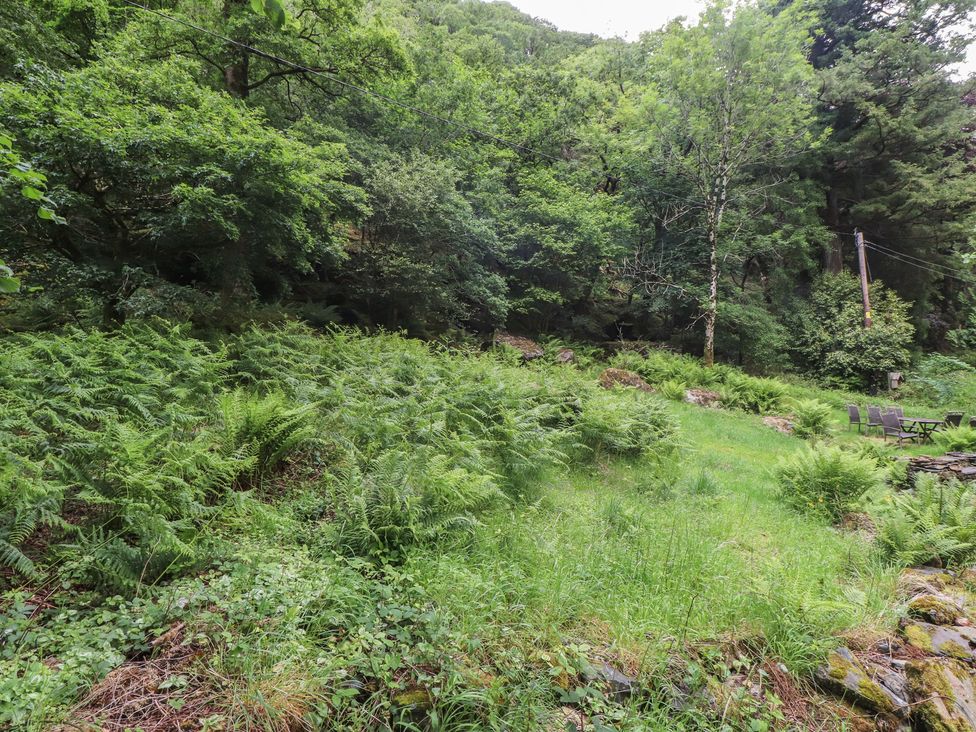 A garden area with ferns and grass at Tryfan Cottage in Nant Gwynant
