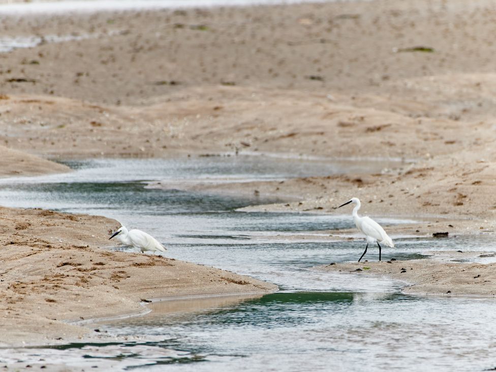 Two white birds standing on sandbanks near water at Annexe at Ty Moel Isaf in Pengorffwysfa near Amlwch