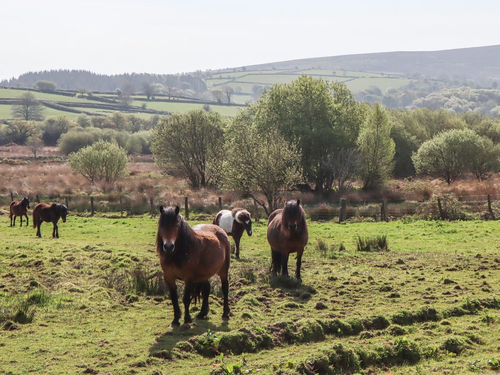 Puddaven Barn - Devon - 1174156 - thumbnail photo 54