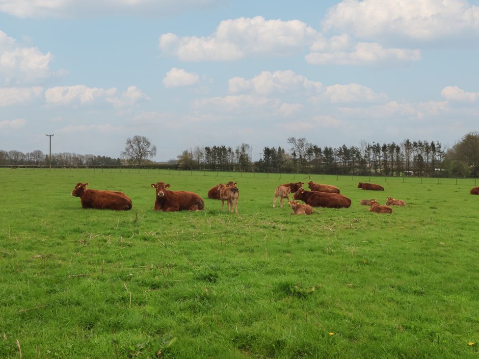 Cows and calves resting in a field at Walnut Cottage Helmsley