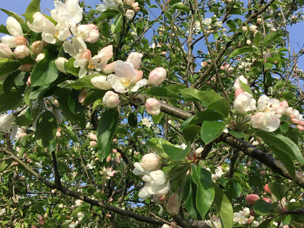 A tree with white and pink blossoms and green leaves against a blue sky at Doffers Cottage in Airton