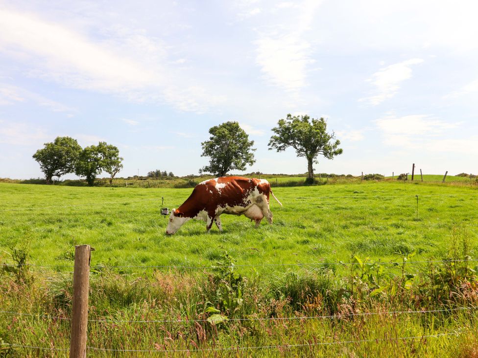 A cow grazing in a field with trees at Teach Ti in Miltown Malbay
