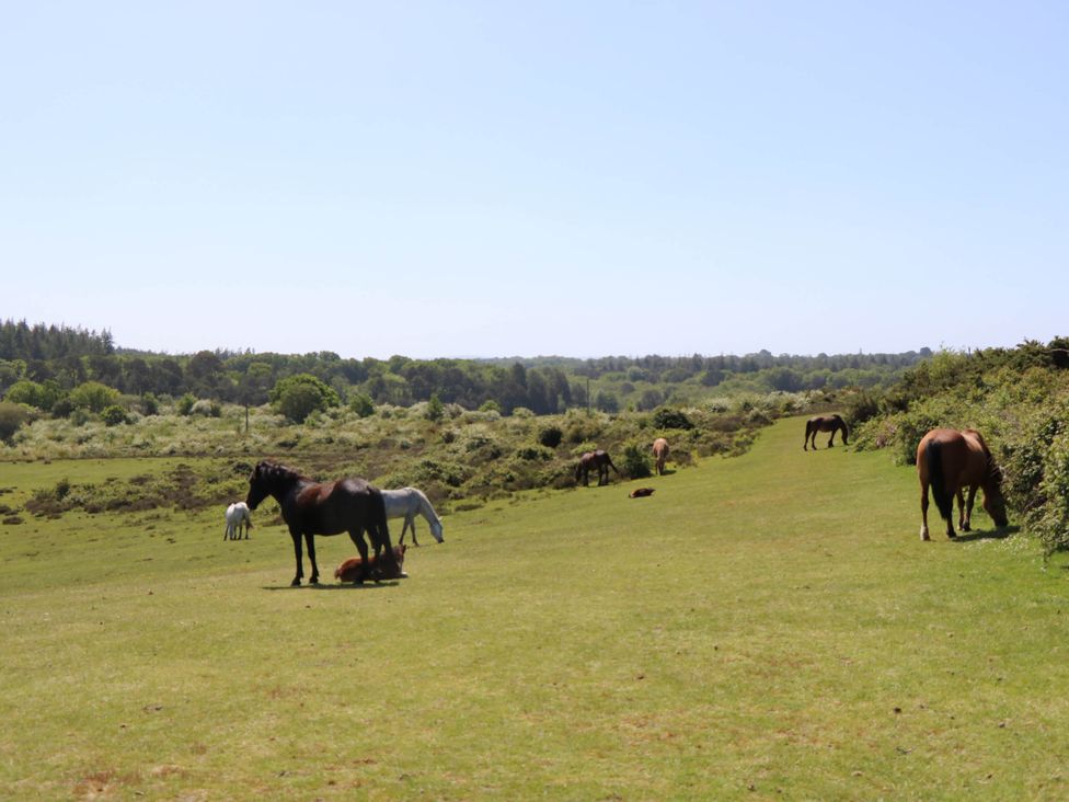 14 Shorwell - Hampshire - 1174318 - thumbnail photo 29