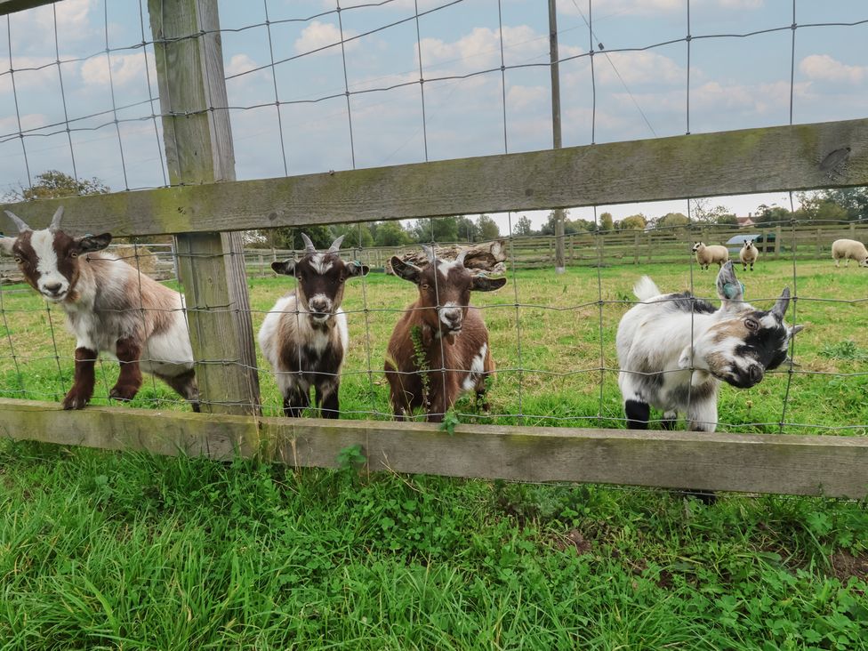 Four goats near a wooden fence in a field with sheep at Molly (Cow Shed 6) Woodbridge