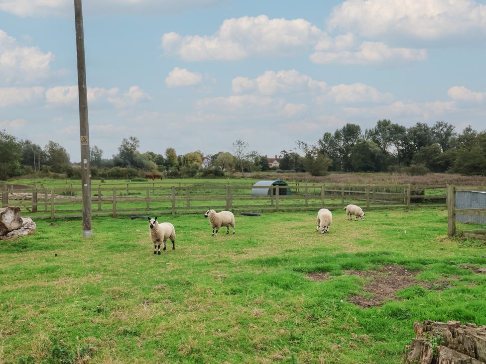 Sheep grazing in a field with a fence and shed at Carabelle (Cow Shed 7) Woodbridge