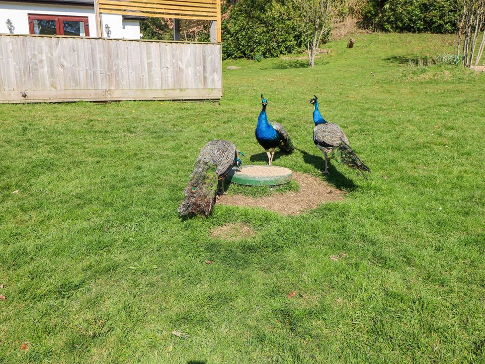 Three peacocks near a fountain in a garden at The Lodge in Bridgend