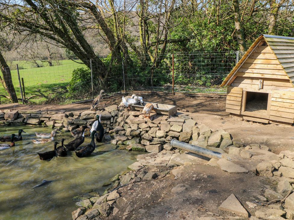 A duck pond with ducks and geese near a wooden duck house at The Lodge in Bridgend
