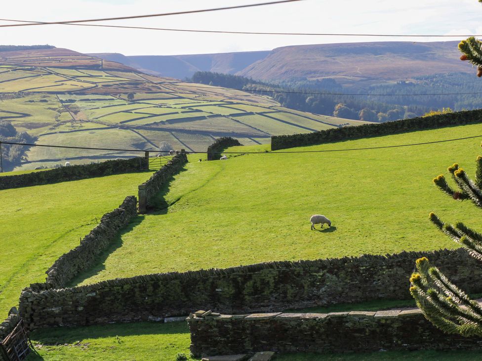 A sheep grazing in a green field with stone walls at 1 Flush House Lane in Holmbridge