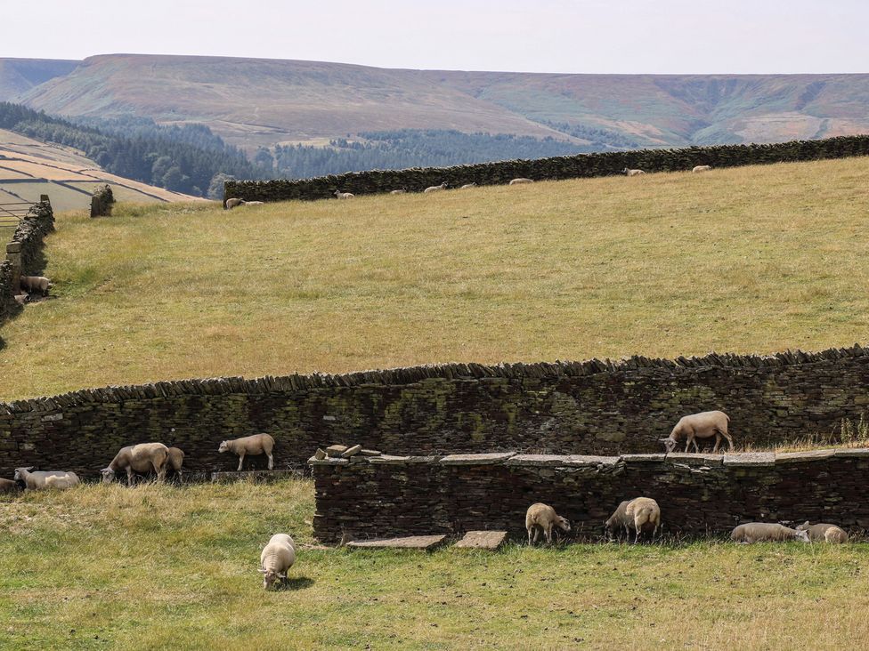 A landscape with sheep grazing and stone walls at Stone & Fleece Cottage in Holmfirth