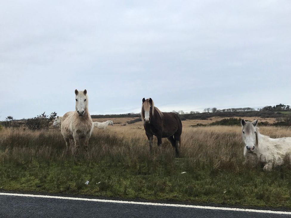 Three horses standing in a field near the road at Kites - 52 Gower Holiday Village Scurlage near Port Eynon and Rhossili