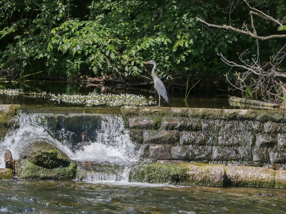A heron standing by a waterfall at a river