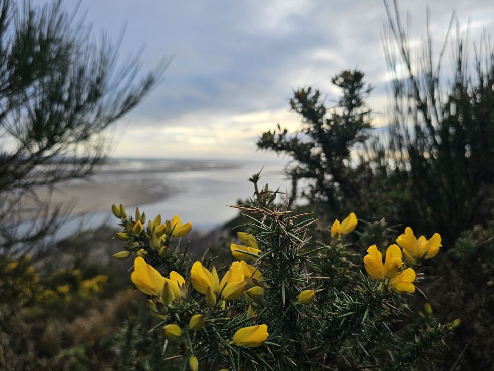 Yellow flowers with ocean view in the background at The Cottage On The Green Borth-Y-Gest