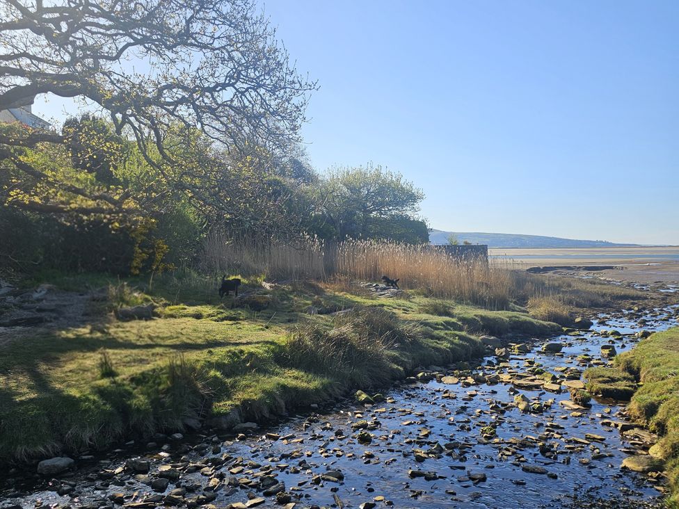 An outdoor view of a stream with reeds and trees at The Cottage On The Green in Borth-Y-Gest