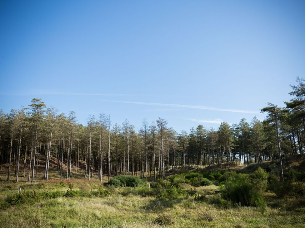 A landscape with trees and grass at Rhows in Niwbwrch (newborough)