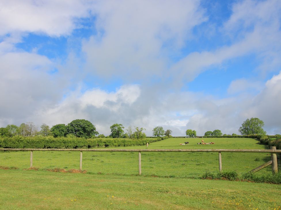 A field with cows grazing and trees in the background at The Long House Near Trefonen