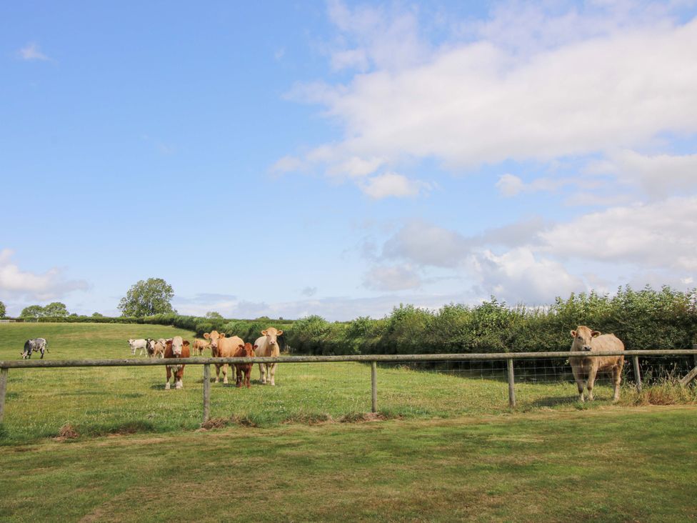 Cows in a field with a fence and trees at The Long House near Trefonen