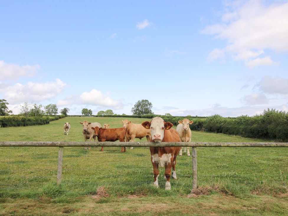 A field with cows and a fence at The Long House Near Trefonen