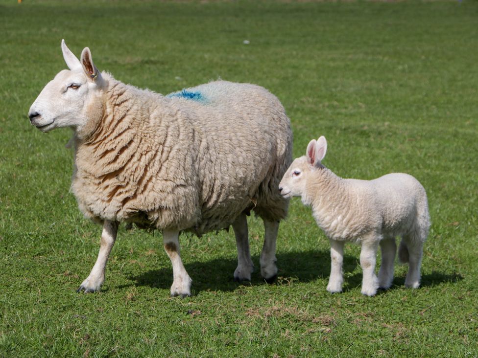 A sheep and a lamb standing on grass in a field at Twilight in Raglan