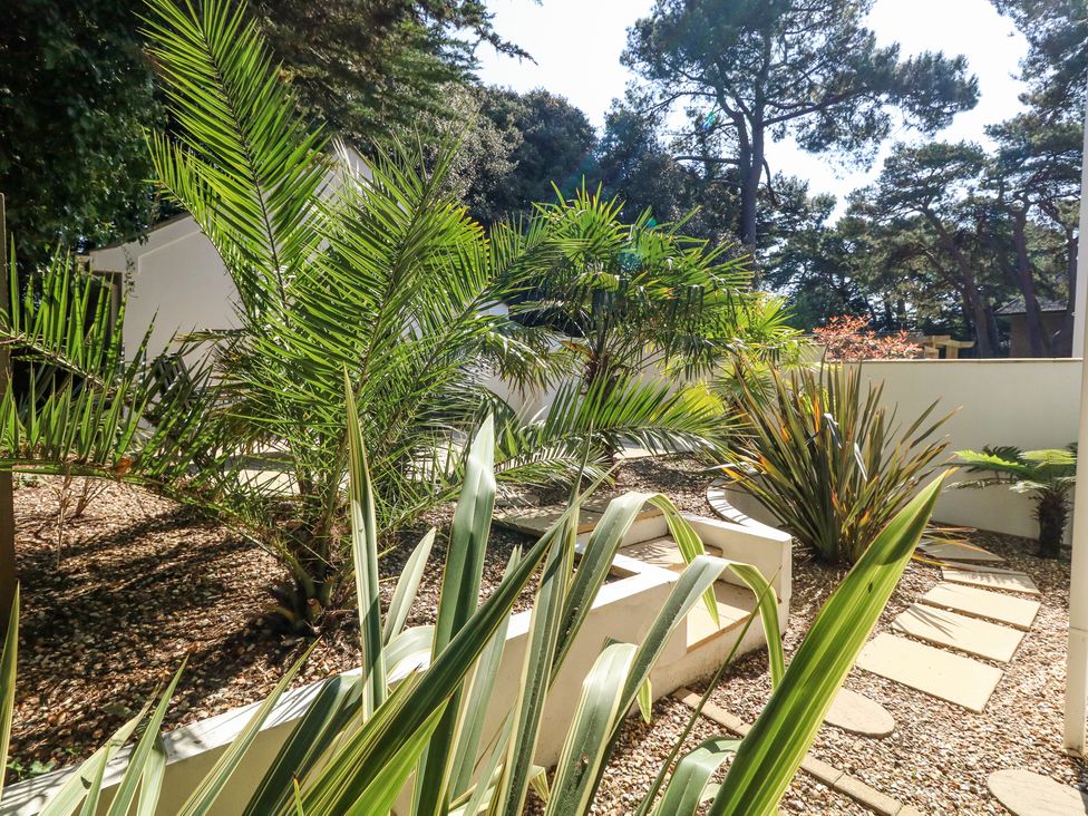 A garden with palm trees and stepping stones in a fenced area at 6 Red Sails in Sandbanks