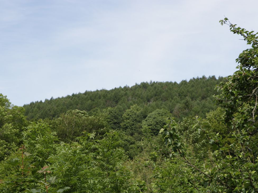A dense forest with various types of trees under a clear sky at Graig Cottage in Cwmcarn