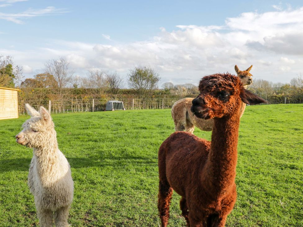 Three alpacas standing in a field at Wiltshire Weavers Hut Sutton Benger near Christian Malford