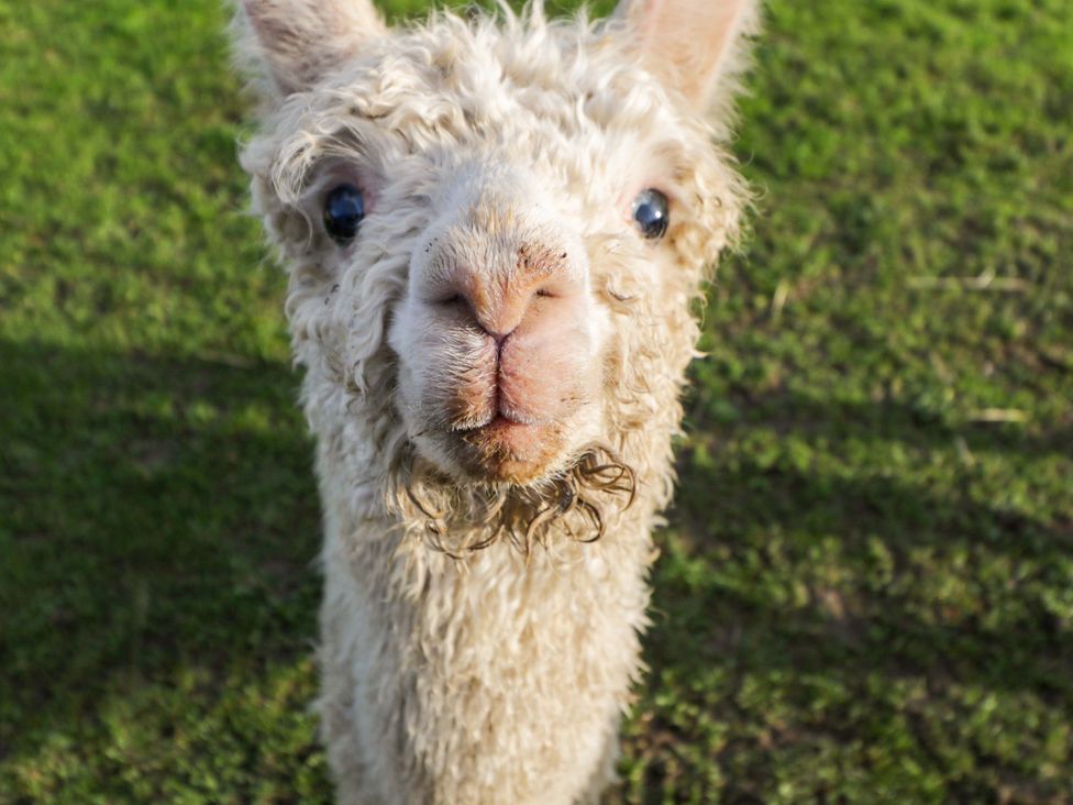 An alpaca looking directly at the camera in a grassy field