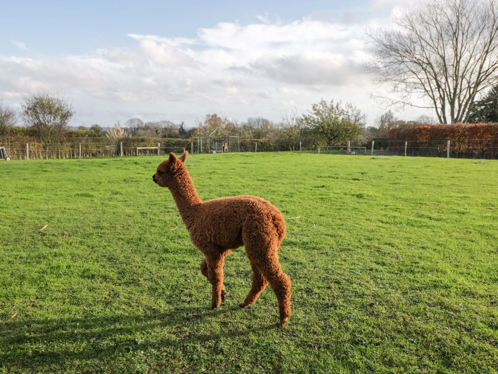 An alpaca standing on grass in an outdoor area at Wiltshire Weavers Hut Sutton Benger near Christian Malford