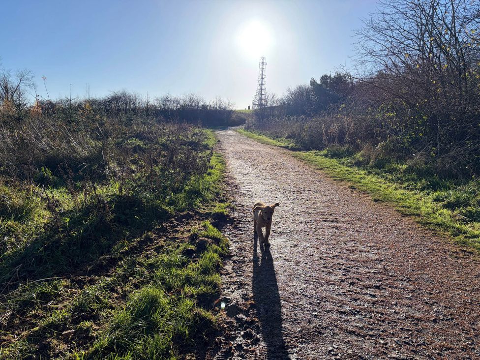 A dog walking on a path surrounded by grass and trees near a sunlit area at Arlington 40 x 14 Two Bed