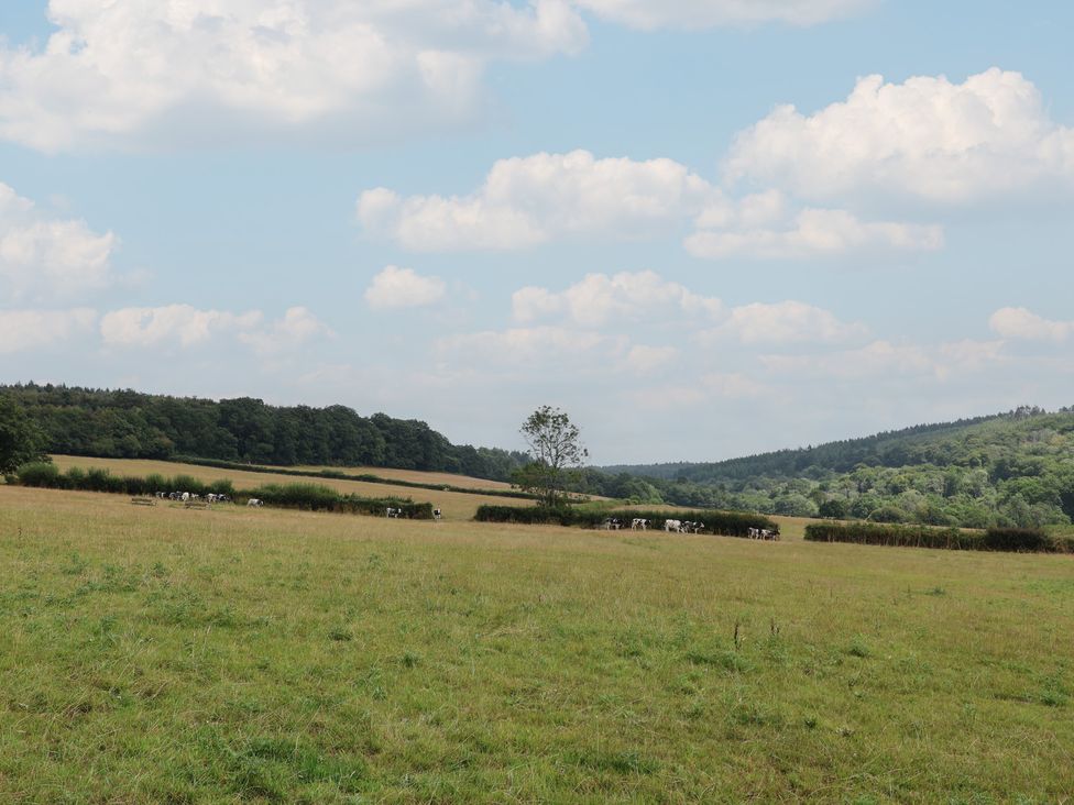 A field with cows and a tree at Harcombe House Bungalow 25 in Chudleigh