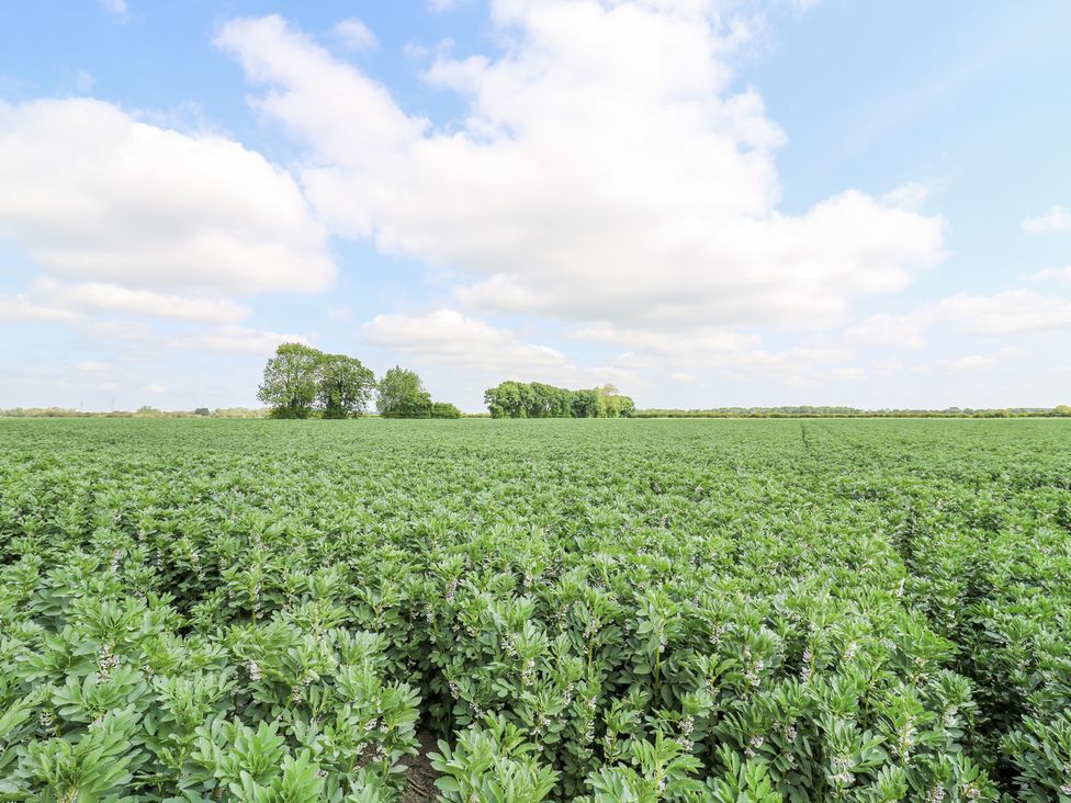 A green field with rows of plants and clusters of trees on the horizon at Woodpecker in Lode near Bottisham