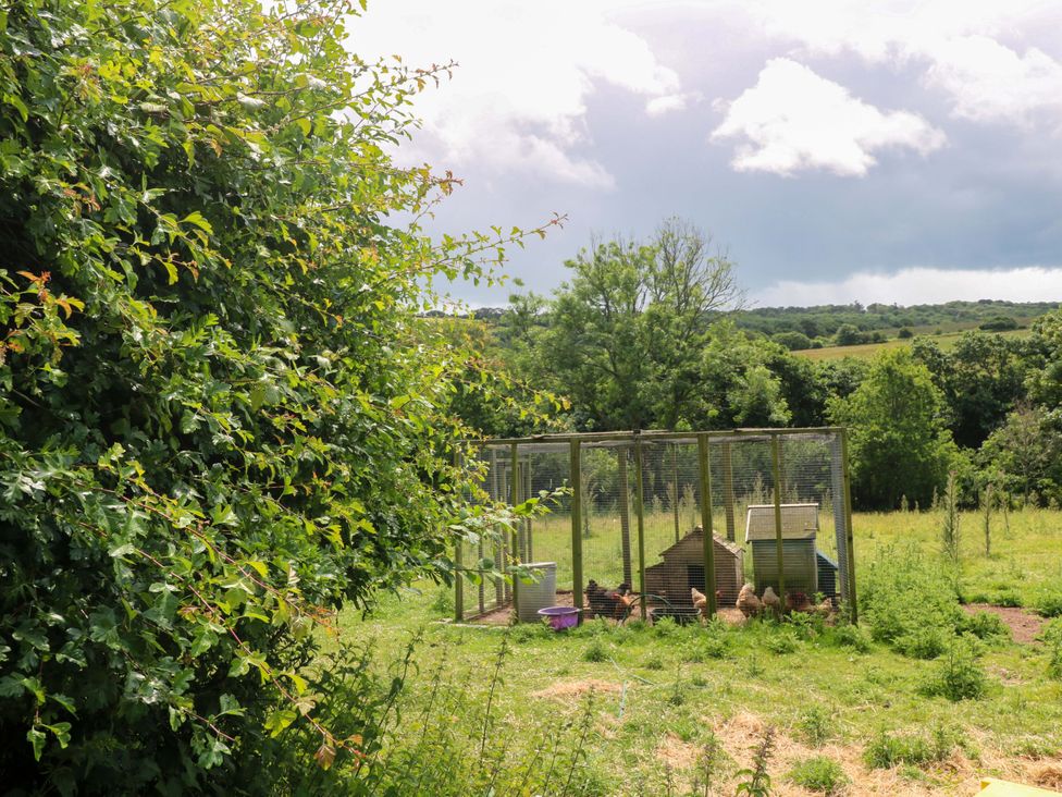 A chicken coop with chickens and greenery at The Cow Shed