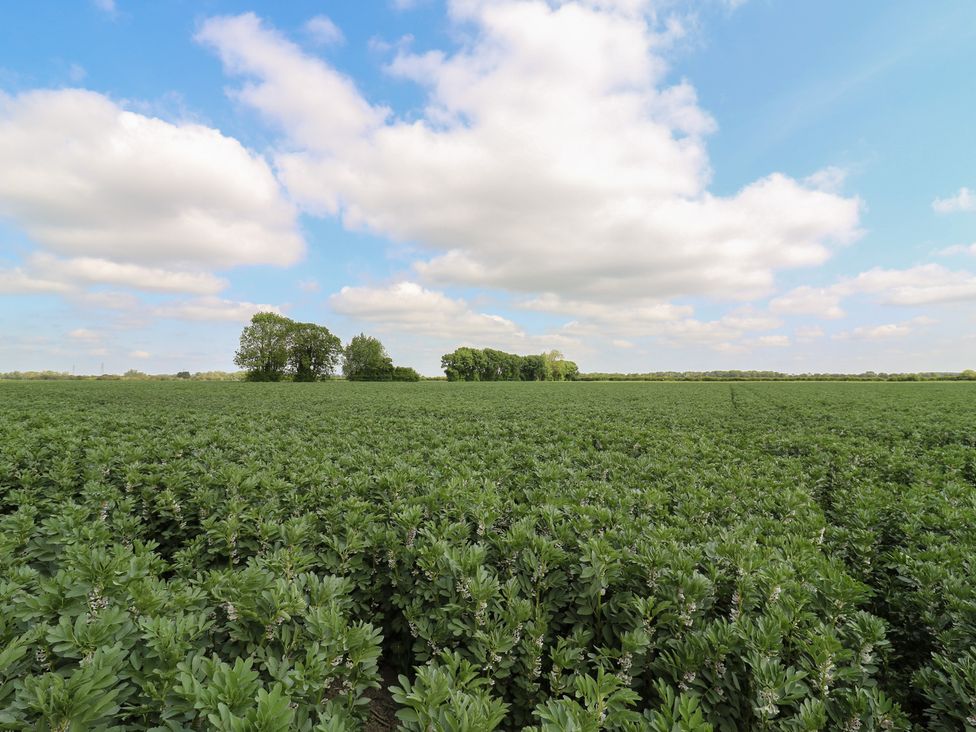 A large green field with rows of crops and some trees in the distance under a blue sky with clouds at Barn Owl in Lode near Bottisham