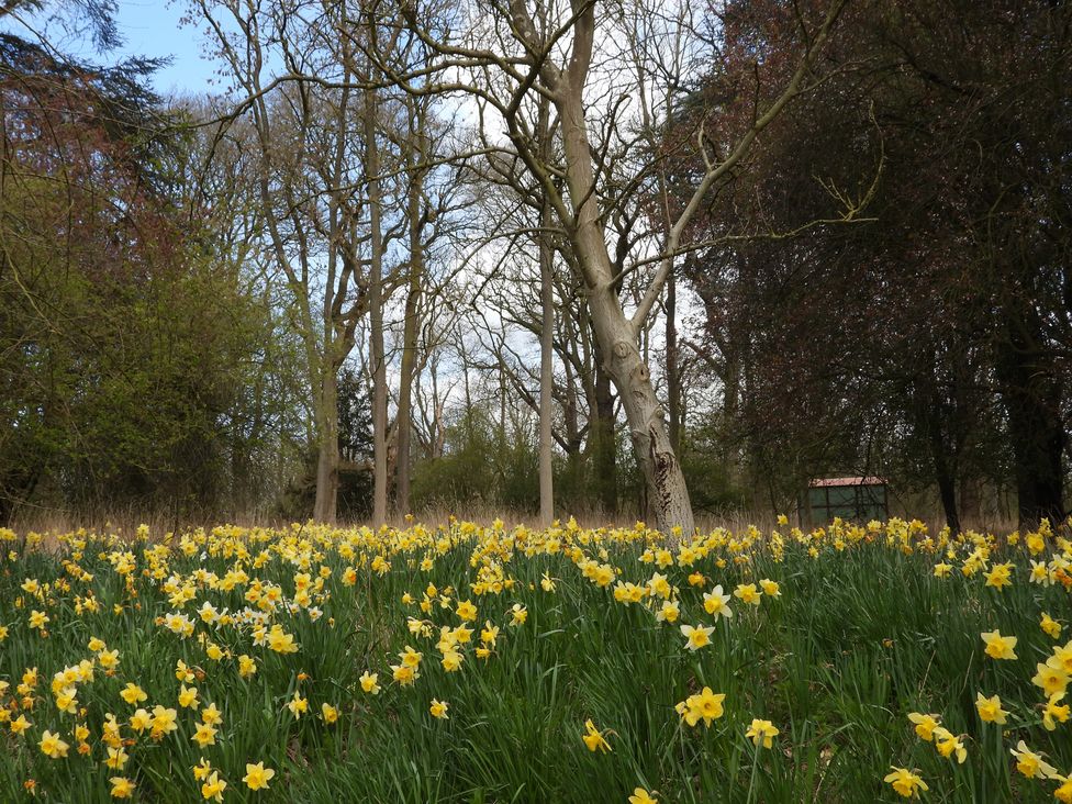 A field of daffodils with trees in the background at Raphael Rooms in Peterborough