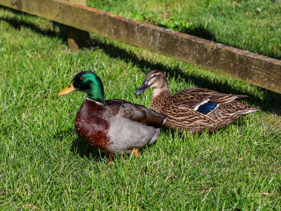 Two ducks on grass at Rigg Cottage, Mount Pleasant in Sandsend