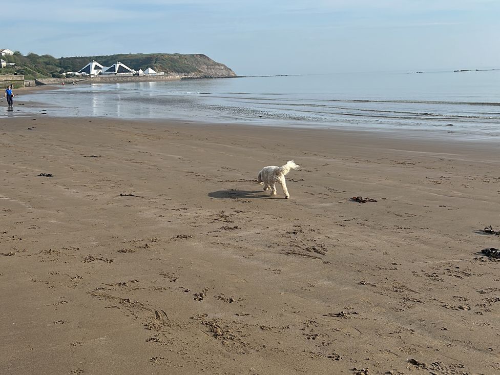 A dog walking on the beach at Lawnswood in Brompton-by-Sawdon near Sherburn