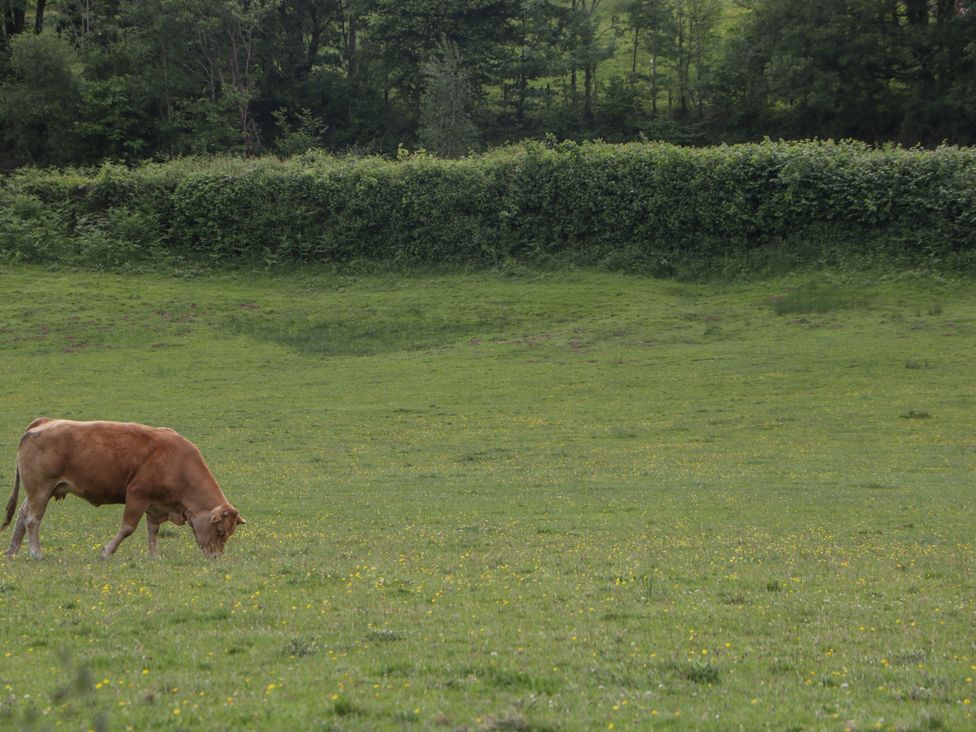 A cow grazing in a field at Ynys in Pandy near Ewyas Harold