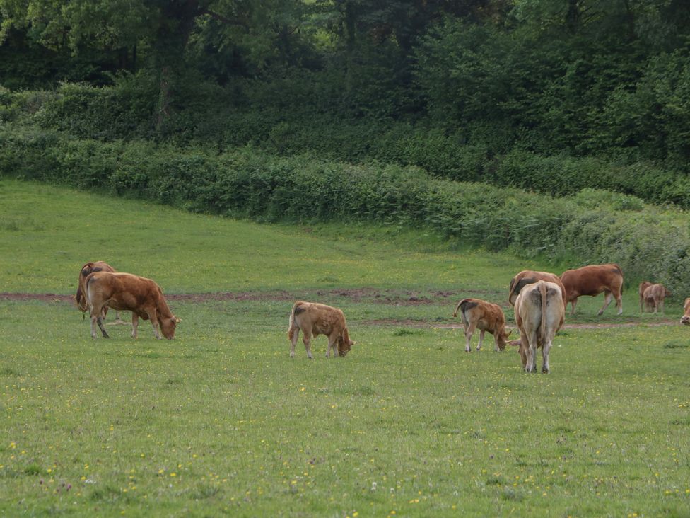 Cows and calves grazing in a field at Ynys Pandy near Ewyas Harold