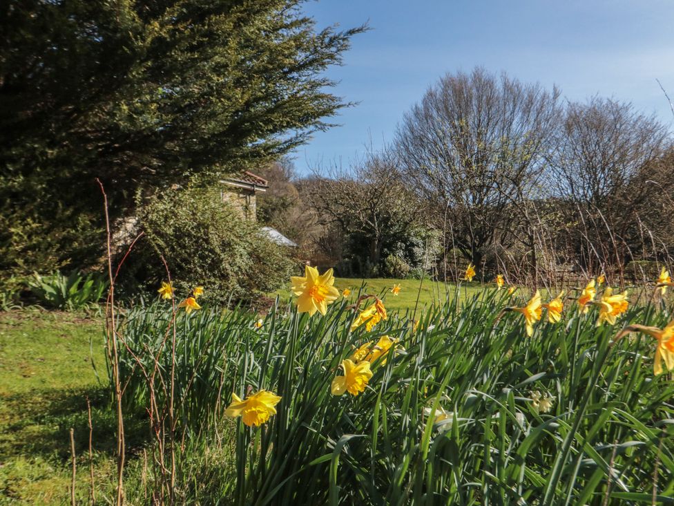 A garden with daffodils at Low Muffles Bridge in Hartoft near Rosedale Abbey
