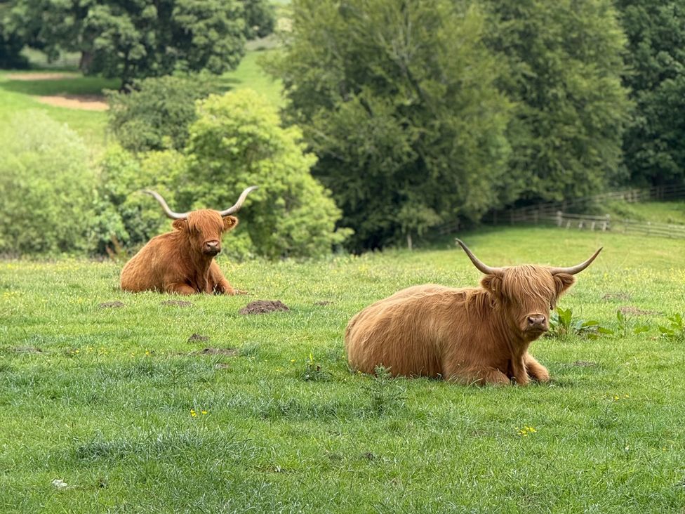 Two Highland cattle resting in a grassy field at The Garden Hut in Wrexham