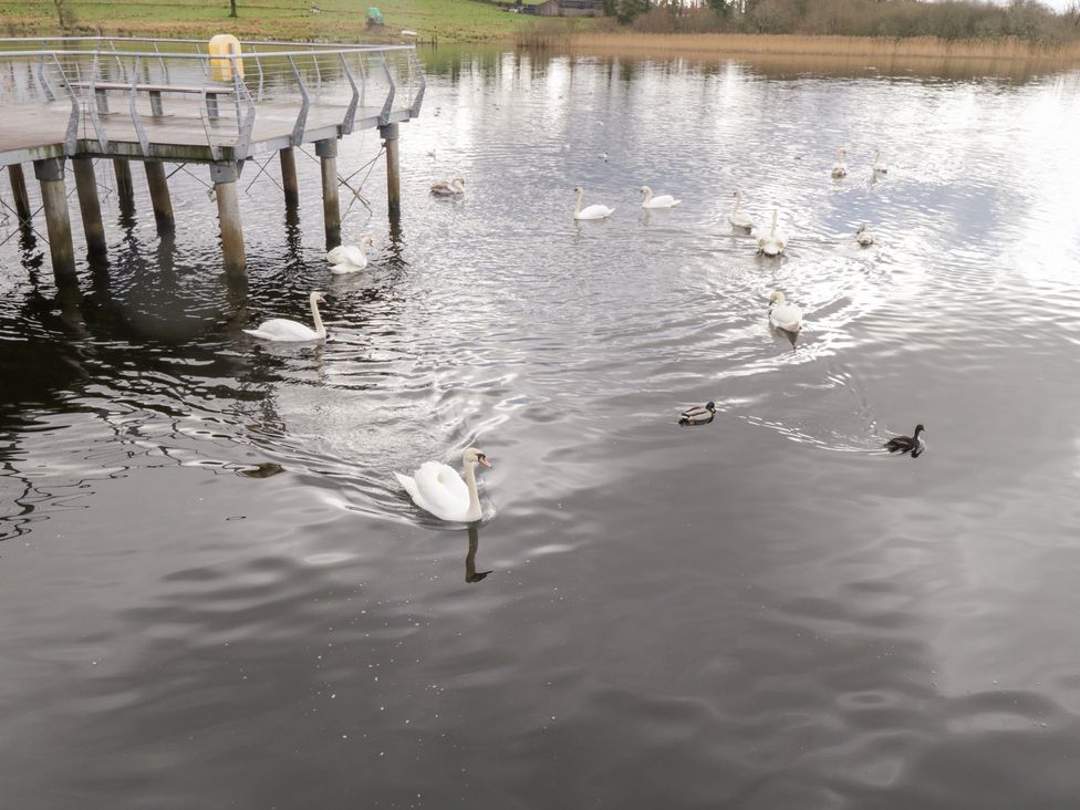 A group of swans and ducks on water near a pier at Huath in Carrick on Shannon