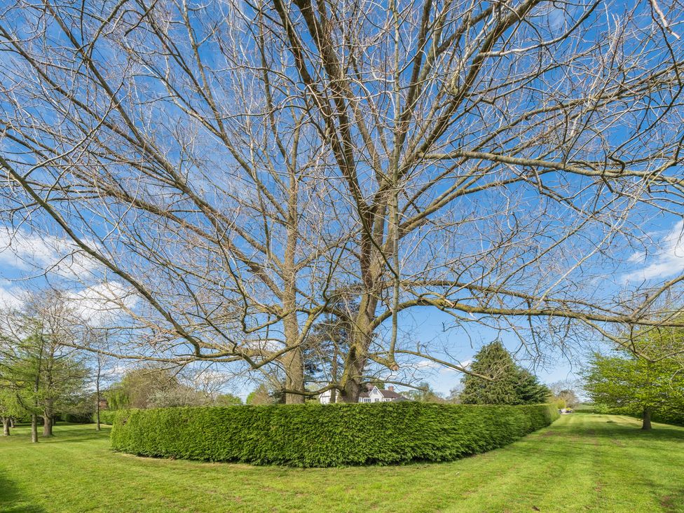 A view of a tree surrounded by a hedge at Hall O'Coole in Broomhall nearn Wrenbury