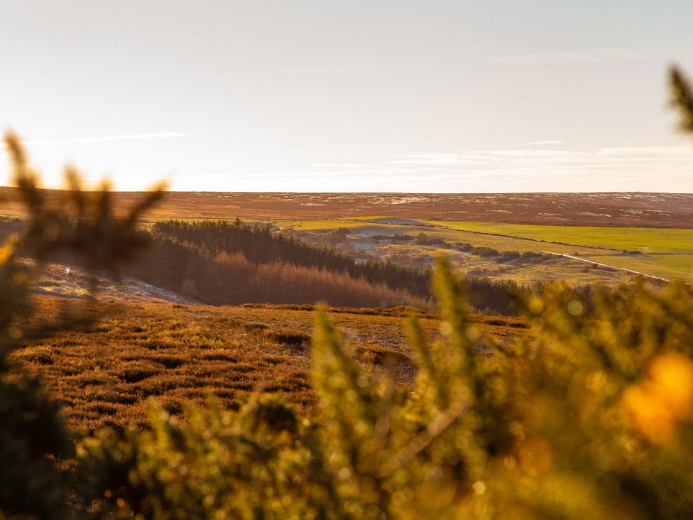 A hillside with grass and trees at Moorsholm View Saltburn-by-the-Sea