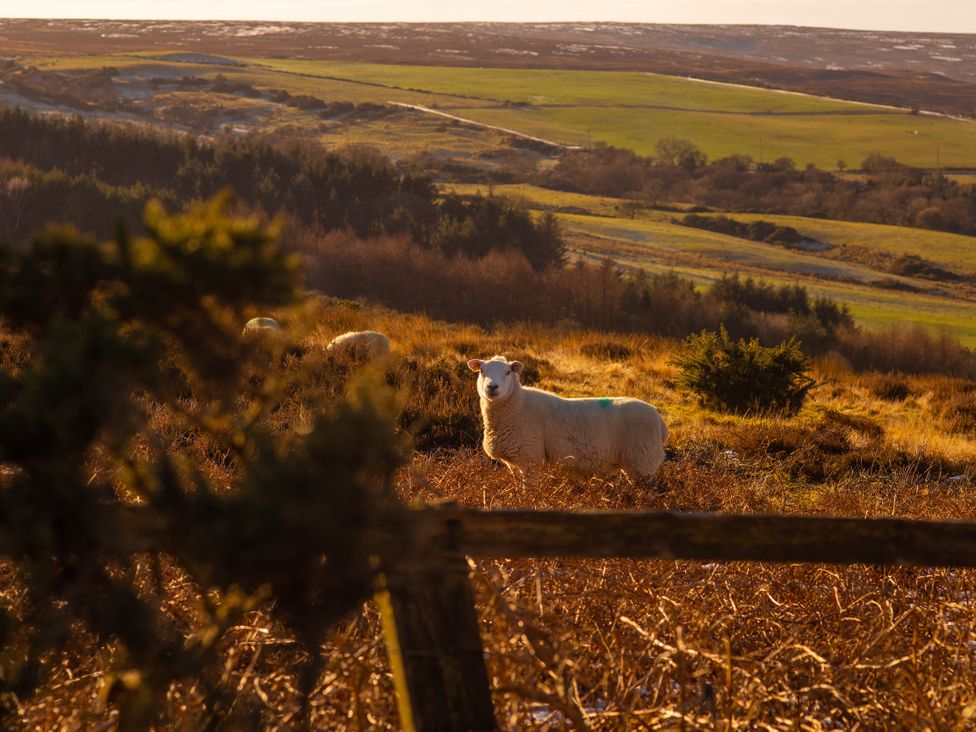 A sheep standing in a field at Moorsholm View Saltburn-by-the-Sea