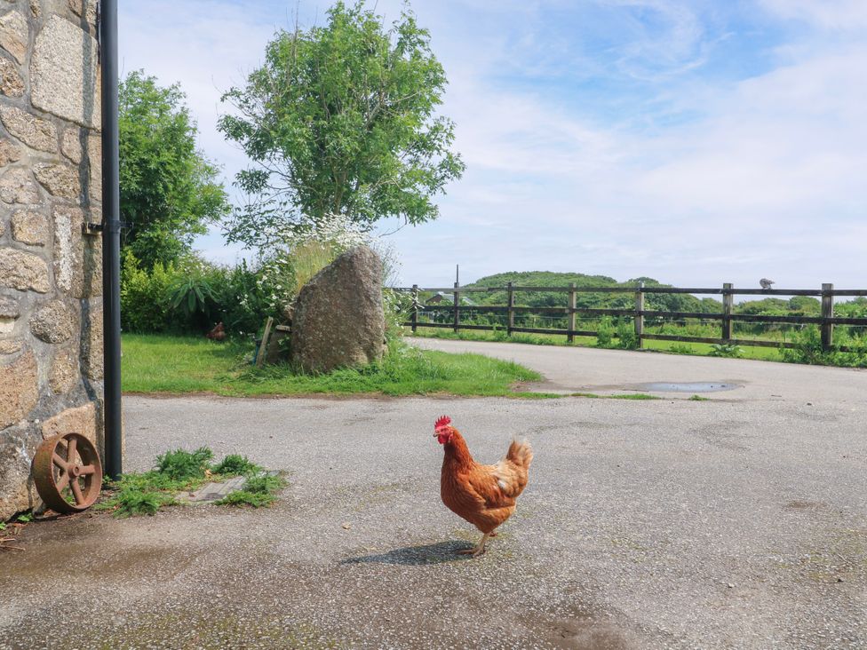 A chicken walking on a road near a stone wall at The Cottage in St. Ives