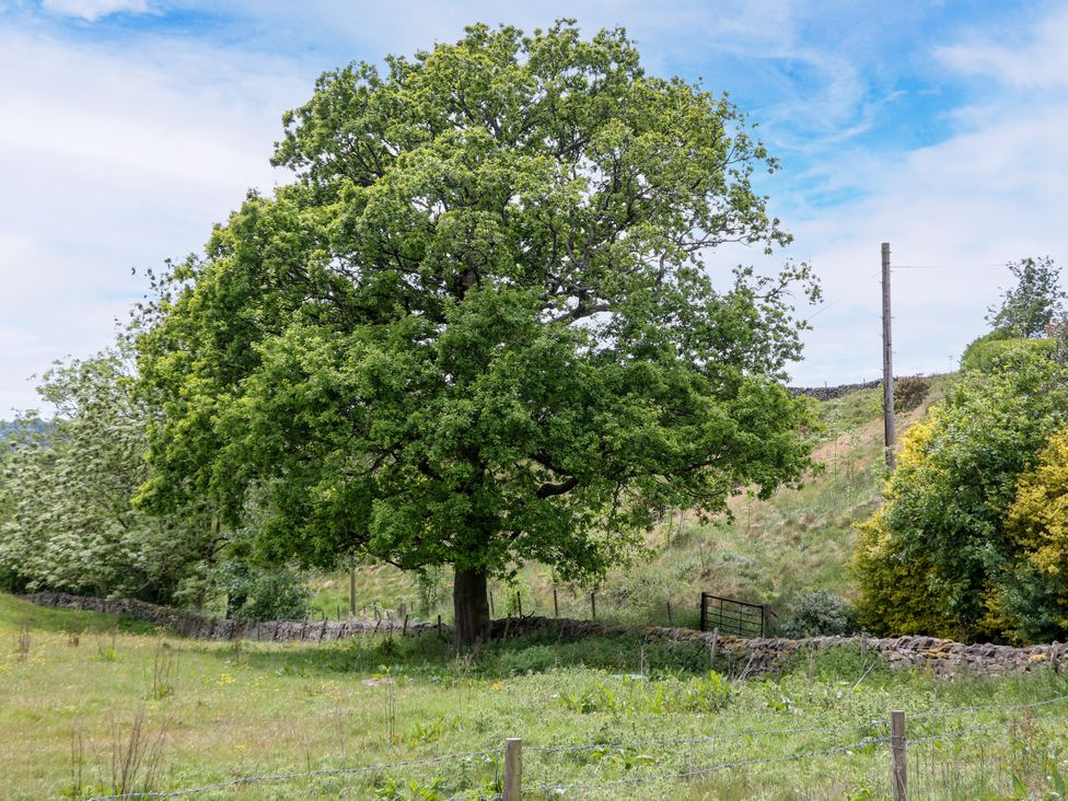 A tree in a field with a fence in the background at The Stables in Stockport
