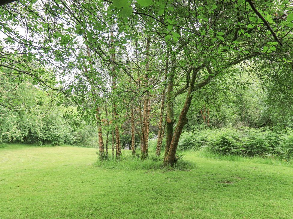 A view of trees and grass at Bracken Ground in Coniston