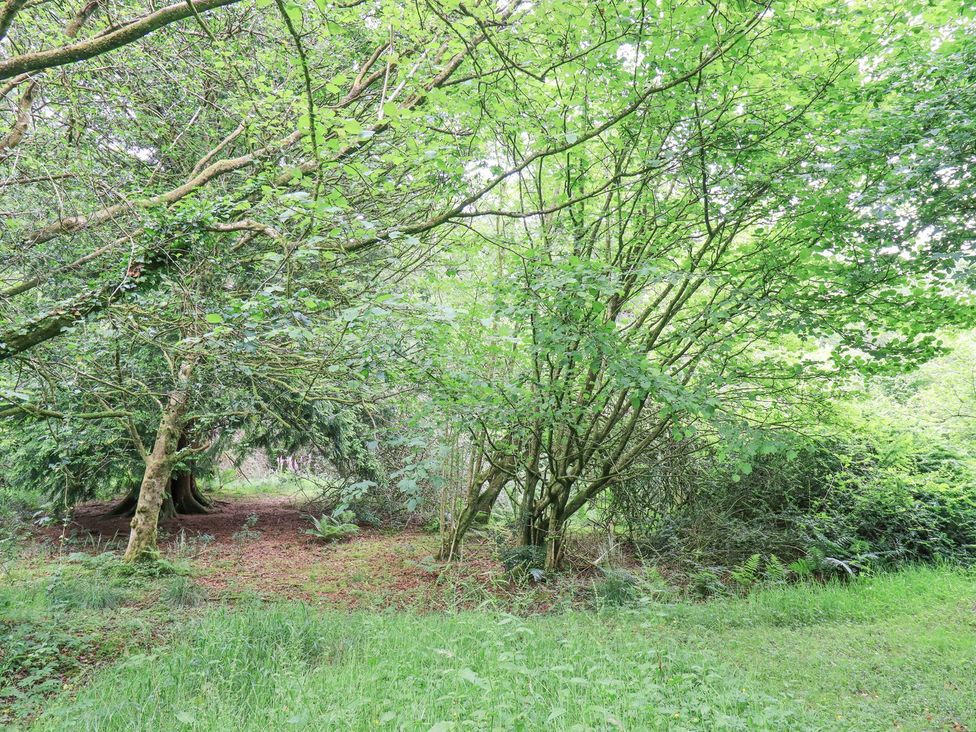A clearing with trees and grass at Bracken Ground in Coniston