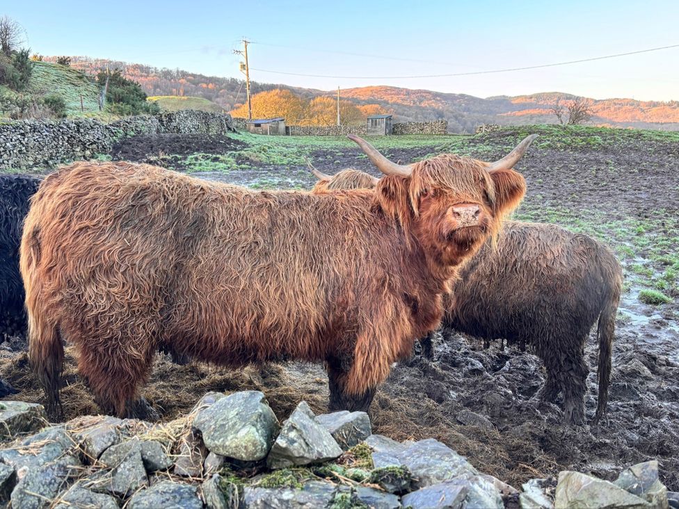 Highland cattle in a field at Bracken Ground in Coniston