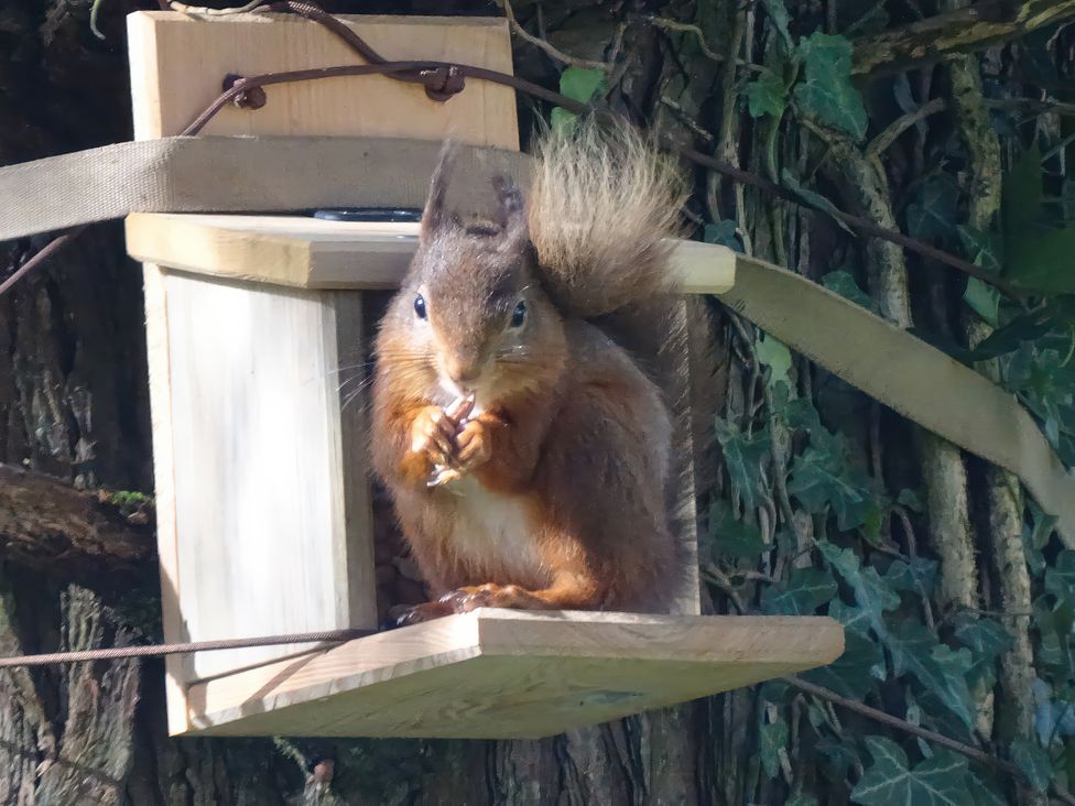 A squirrel eating from a wooden feeder on a tree in Coniston