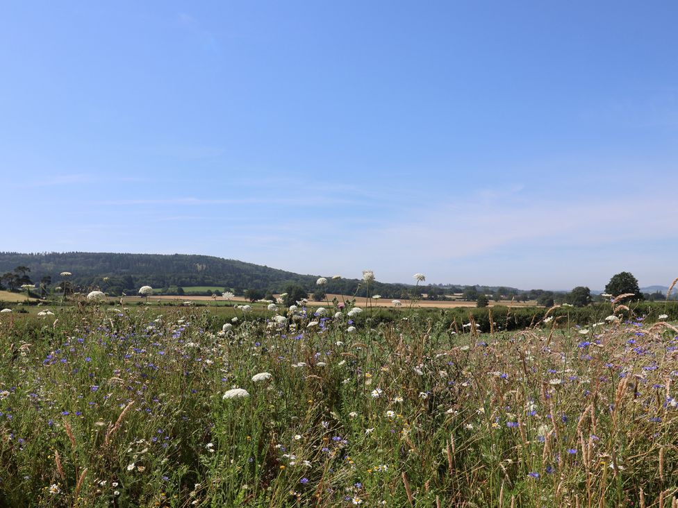A landscape with wildflowers and hills at The Fox Den in East Coker
